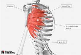 Image result for Serratus Anterior Muscle