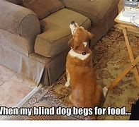 Image result for Blind Pet Meme