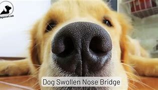 Image result for Dog Swollen Nose