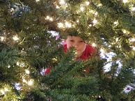 Image result for 12 Foot Christmas Tree