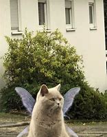 Image result for Blonde Cat in Fairy Wings