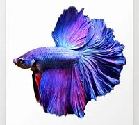 Image result for Purple Betta Fiah