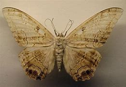 Image result for Witch Moth