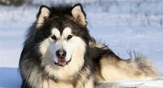 Image result for Black Malamute