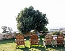 Image result for Back Yard Olive Tree Bench