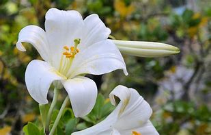 Image result for Wild Lily