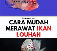 Image result for Ikan Laut Bersisik