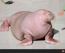 Image result for Albino Baby Walrus