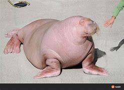 Image result for Albino Walrus