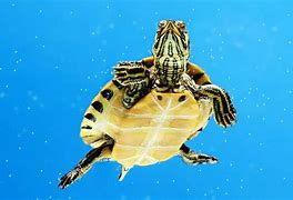 Image result for Aquatic Turtles