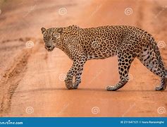 Image result for Yala Leopard