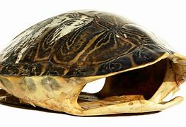 Image result for Turtle Made Out of Shells