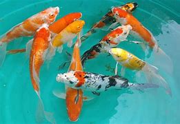 Image result for Bokya Fish