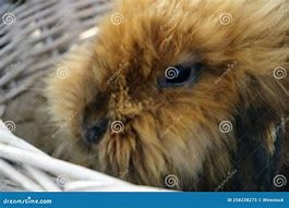 Image result for Ginger Lionhead Rabbit Jumping