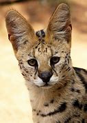 Image result for Red Serval Cat