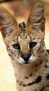 Image result for Side Profile of Serval Cat