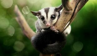 Image result for Adorable Sugar Glider