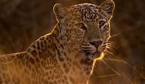 Image result for Arabic Leopard