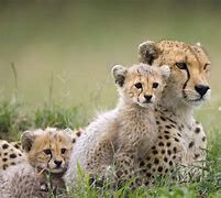 Image result for Pretty Wild Animals