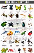 Image result for Fotos De Reptiles