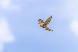 Image result for Kestrel Hunting