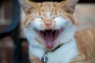 Image result for Smiling Cat On the Moon