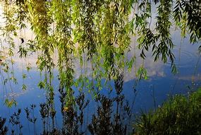 Image result for Calm Willow Tree