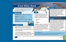 Image result for Great White Shark On Land