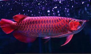 Image result for Ikan Arengan