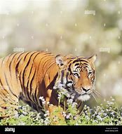 Image result for Alamy Tiger