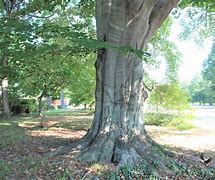 Image result for American Beech Tree Nuts