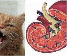 Image result for Cat Kidney Disease