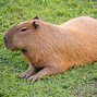 Image result for Rodent Family Tree