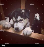 Image result for 12 Week Old Husky Puppy