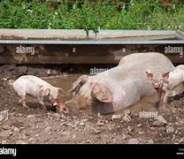 Image result for Large White Swine