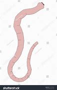 Image result for Tapeworm Cartoon