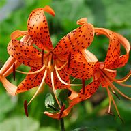 Image result for Wild Lily