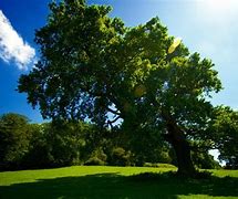 Image result for Cool Tree Wallpapers