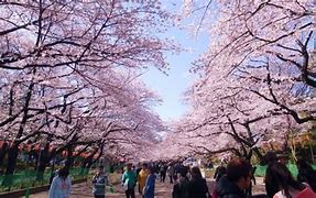 Image result for Ueno Park Hanami