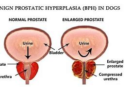 Image result for Shape of Prostate