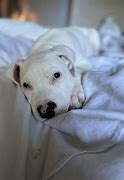 Image result for Dogo Amstaff Mix