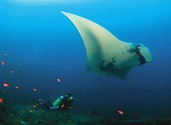 Image result for Manta Ray Co