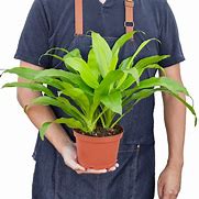 Image result for Dracaena Limelight