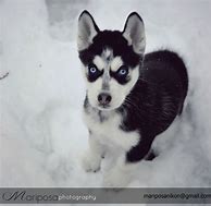 Image result for Black and White Huskey's