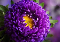 Image result for Chinese Purple