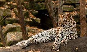 Image result for Top 10 Rare Animals