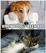 Image result for dog memes about cats