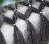 Image result for Braided Horse Mane