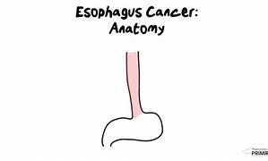 Image result for Relations of Esophagus