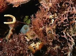 Image result for Esca AnglerFish